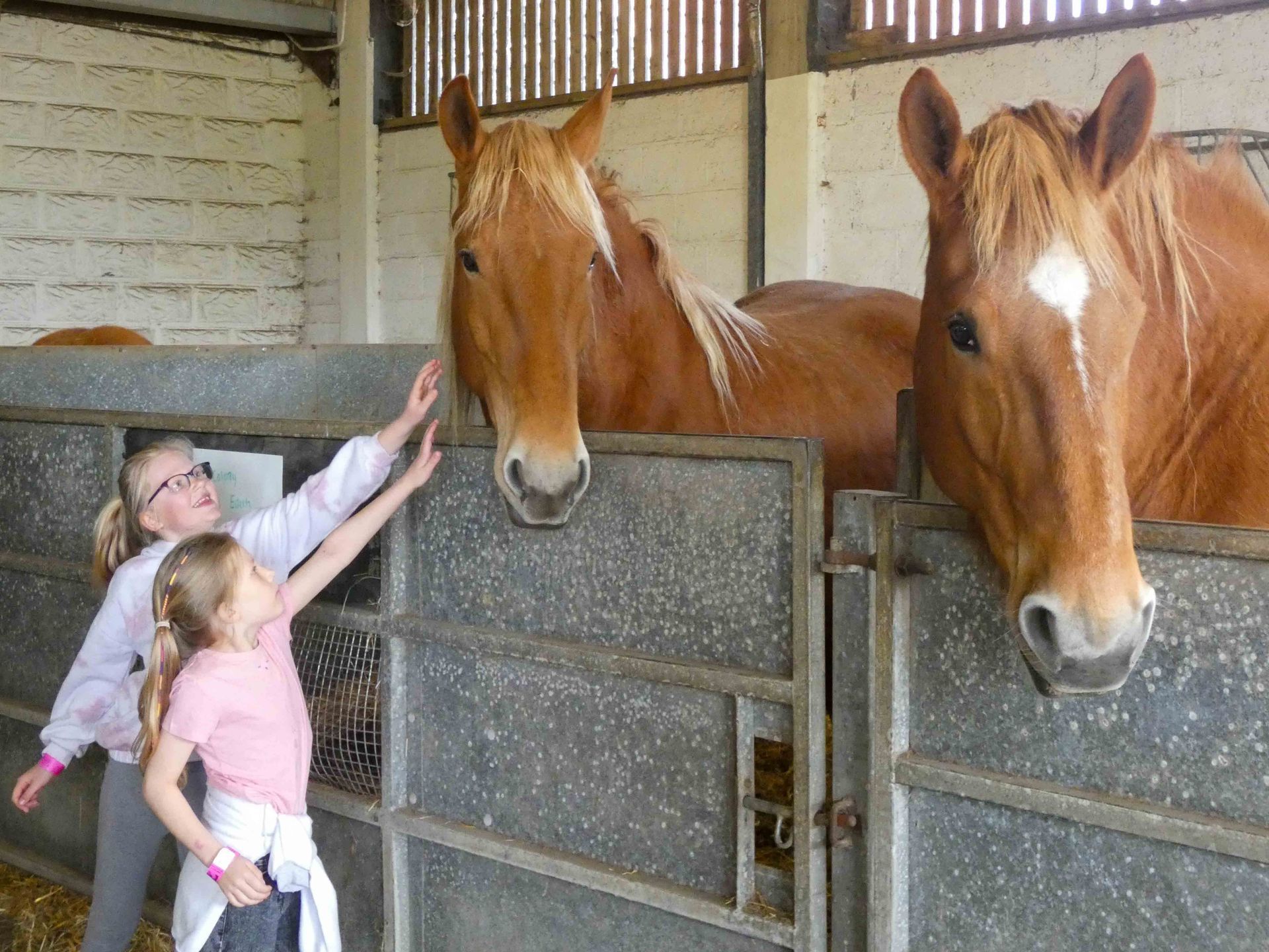 Children stroking a horse in the stables at the Suffolk Punch Trust