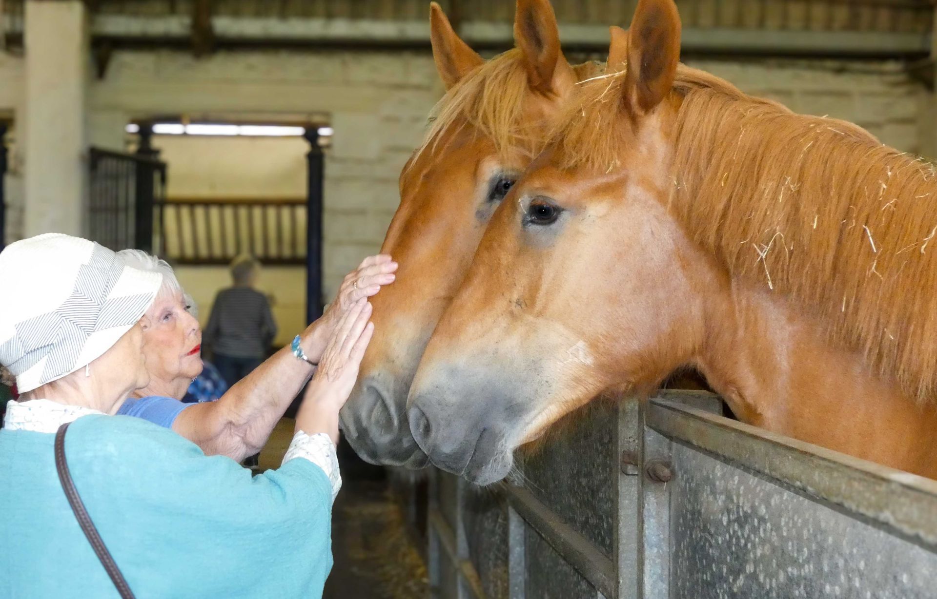Adults petting a horse at the Suffolk Punch Trust