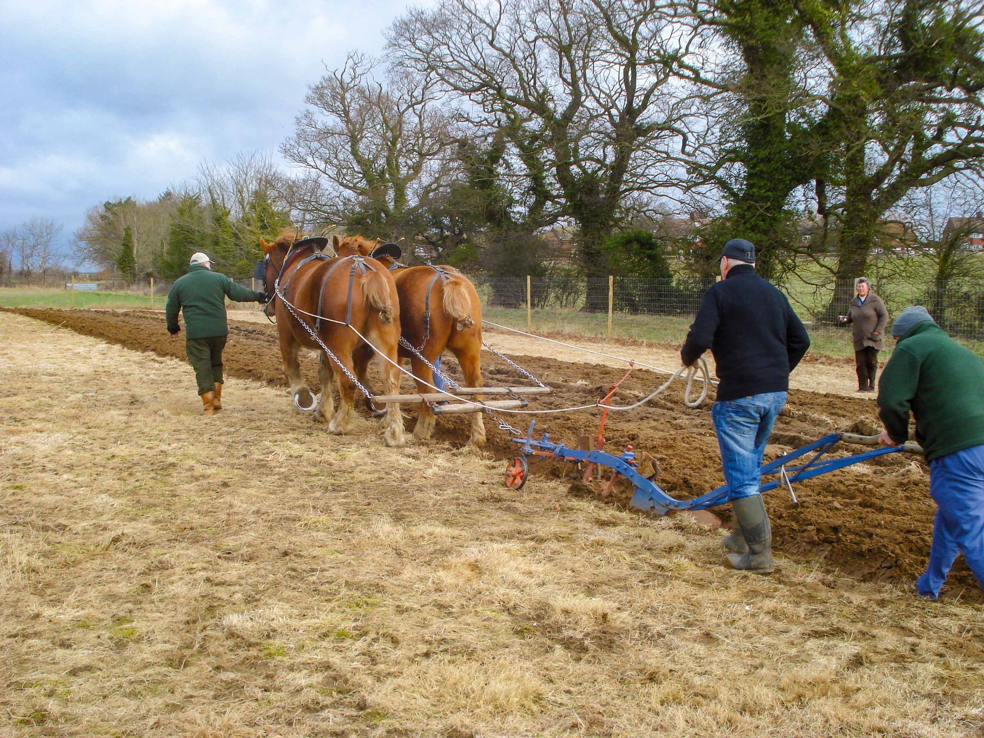 Heavy horses at the Suffolk Punch Trust charity ploughing a field