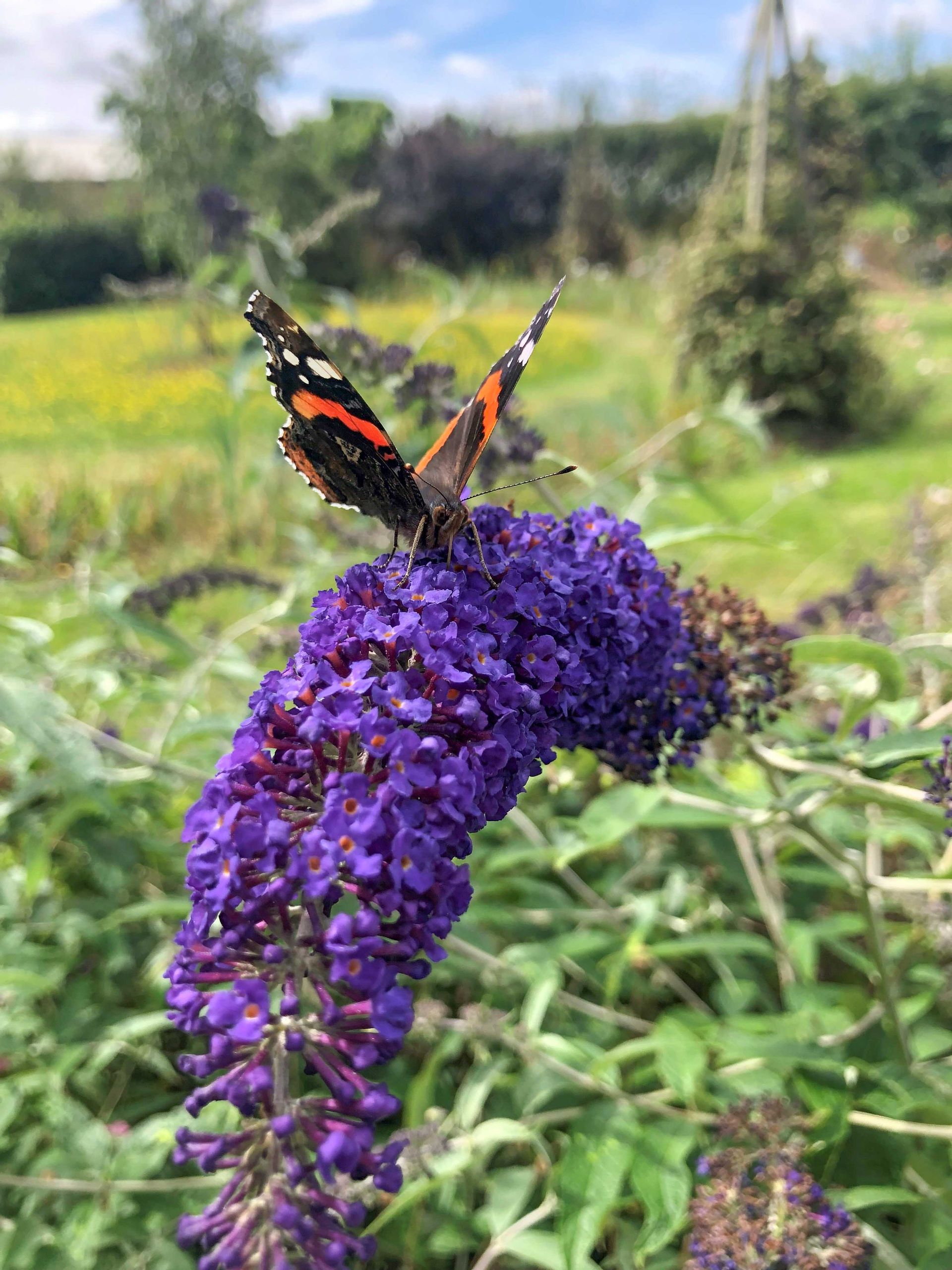 Purple flowers and a butterfly at the Suffolk Punch Trust's Heritage Garden
