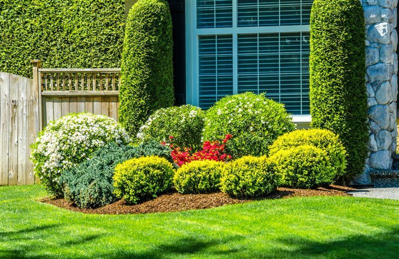 Well-manicured garden bed with various green and yellow shrubs in front of a house.