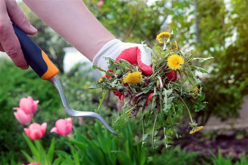 Gloved hand holding weeds and a small gardening tool in a garden with tulips.