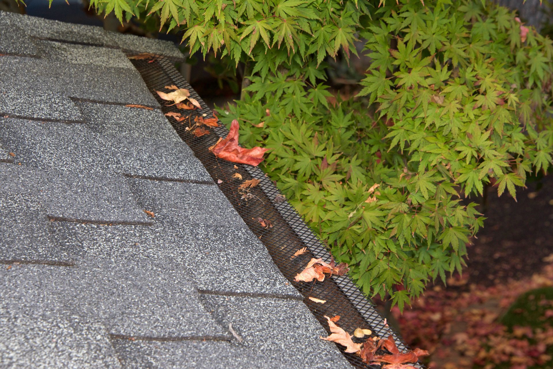 Gutter with leaf guard and fallen leaves, next to a green-leafed tree.