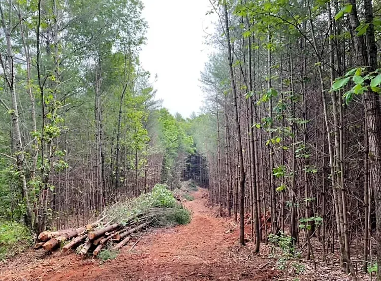 A dirt road in the middle of a forest surrounded by trees.