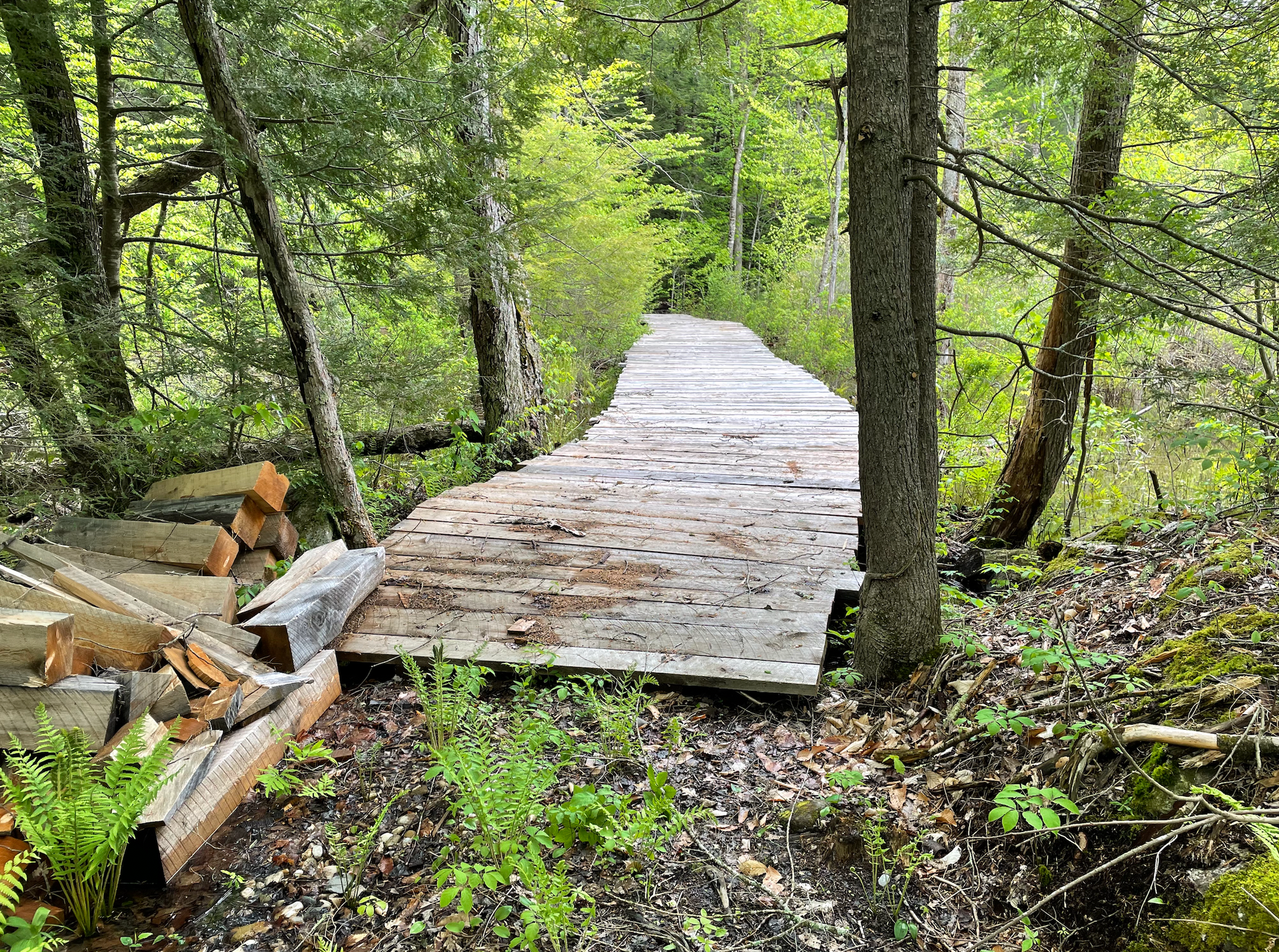 A wooden bridge in the middle of a forest surrounded by trees.