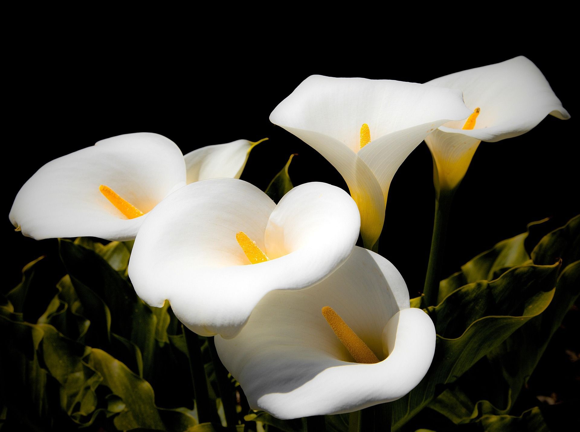 White calla lilies with yellow spadix against dark background.