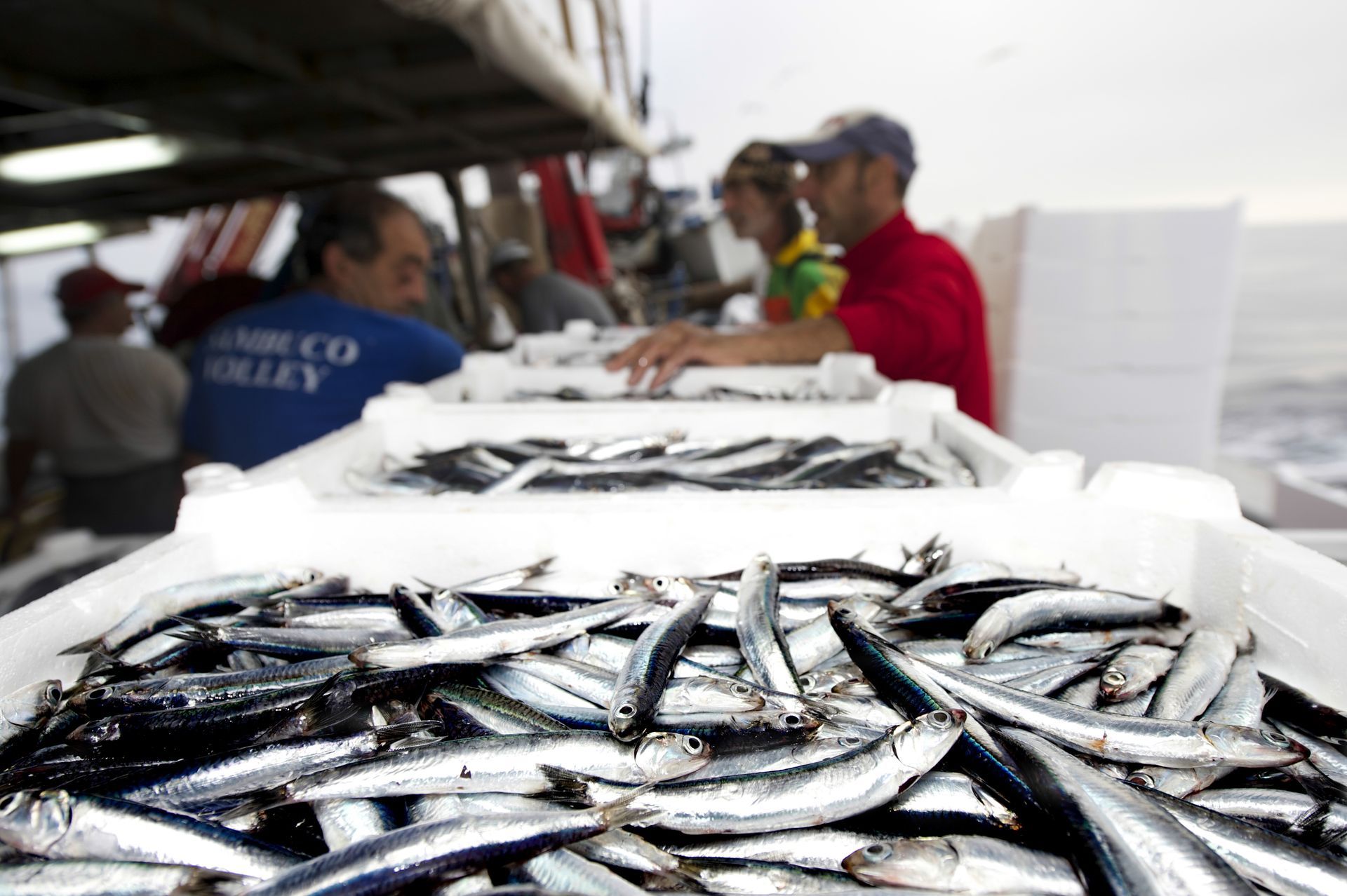 pesce pescato fresco