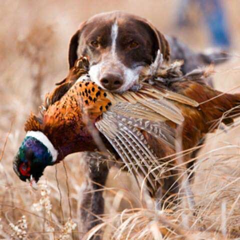 A dog is carrying a pheasant in its mouth