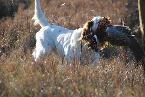 A dog is holding a bird in its mouth in a field.