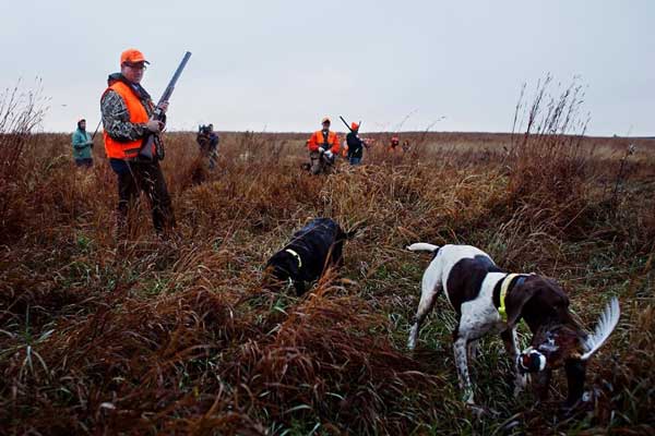 A group of hunters are standing in a field with their dogs.