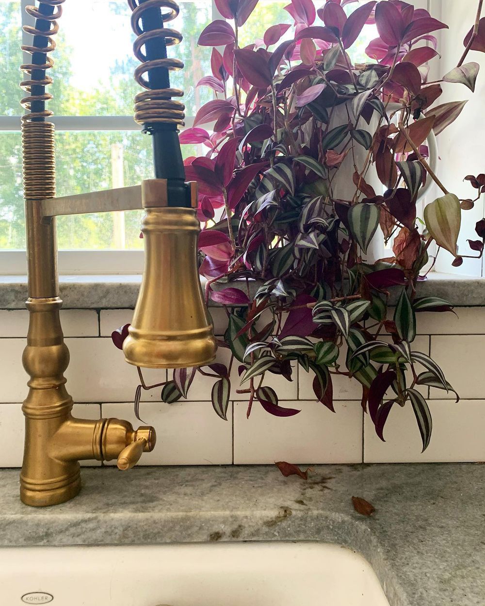 Gold faucet with plant in window, purple and green leaves. Kitchen setting.
