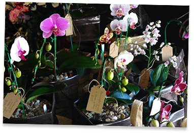 Different Flowers on Displayed   — Living Gifts In Woolgoolga, NSW