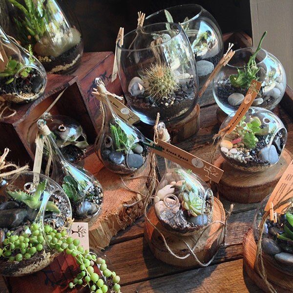 Plant Terrariums — Florists In Woolgoolga, NSW
