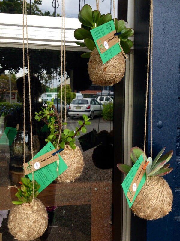 Hanging Plants — Florists In Woolgoolga, NSW