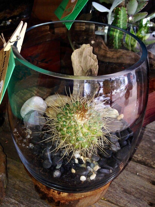 Cactus In Glass Jar — Florists In Woolgoolga, NSW