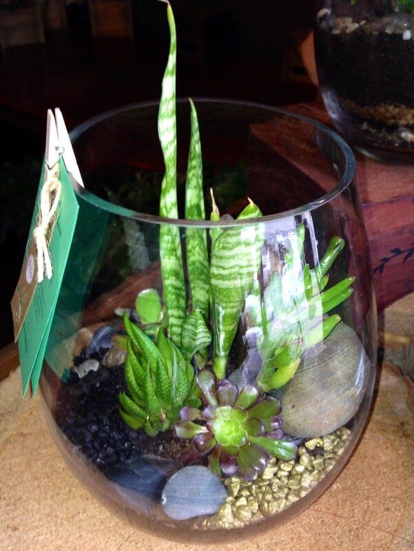 Plant in Glass Jar — Florists In Woolgoolga, NSW