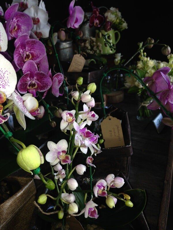Purple Orchids — Florists In Woolgoolga, NSW