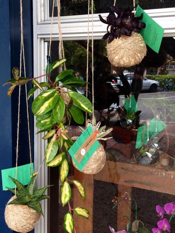 Hanging Pots With Plants — Florists In Woolgoolga, NSW