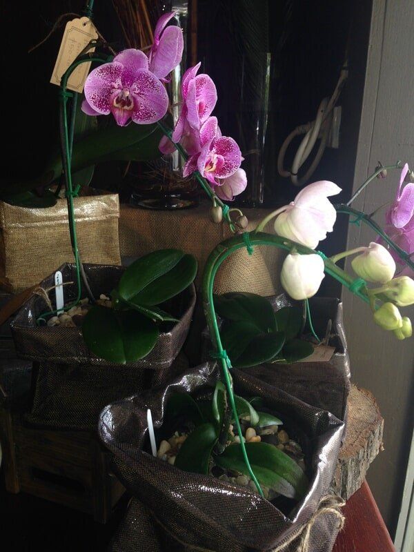 Purple And White Orchids — Florists In Woolgoolga, NSW