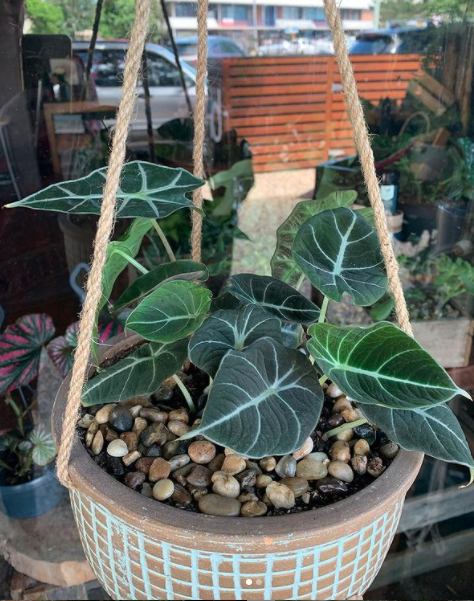 Dark Green Leafy Plant — Florists In Woolgoolga, NSW