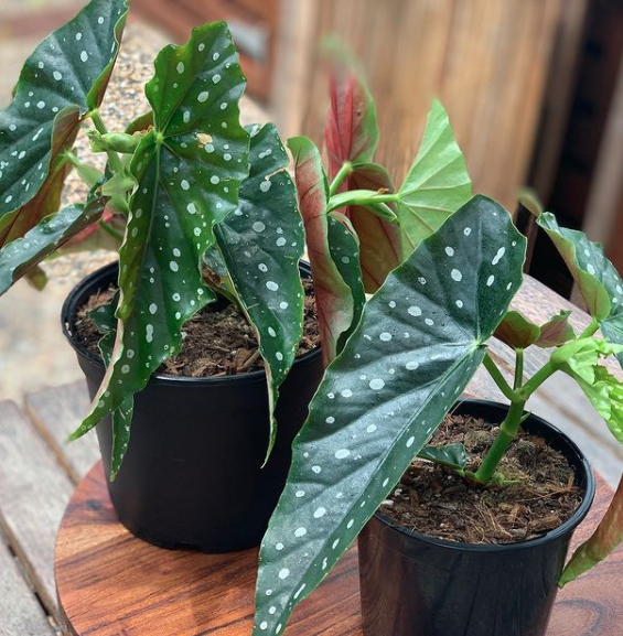 Green Leafy Plant In Pots — Florists In Woolgoolga, NSW