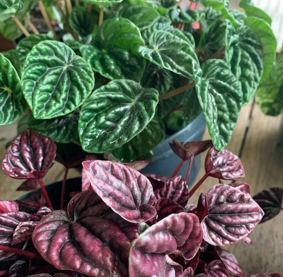 Green and Maroon Leafy Plant  — Florists In Woolgoolga, NSW