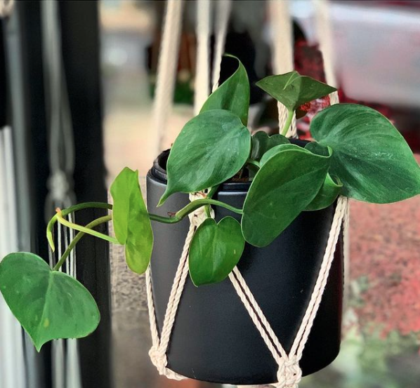 Green Hanging Leafy Plant — Florists In Woolgoolga, NSW