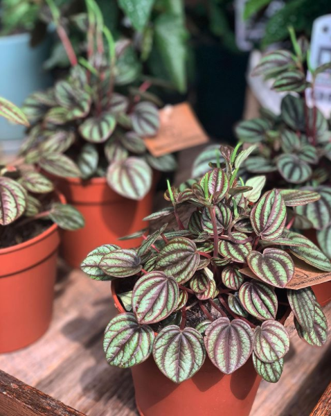 Beautiful Plant  — Florists In Woolgoolga, NSW