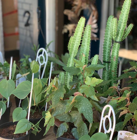 Leafy Plant — Florists In Woolgoolga, NSW