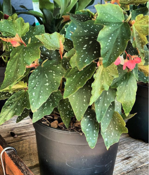 Green Leafy Plant — Florists In Woolgoolga, NSW