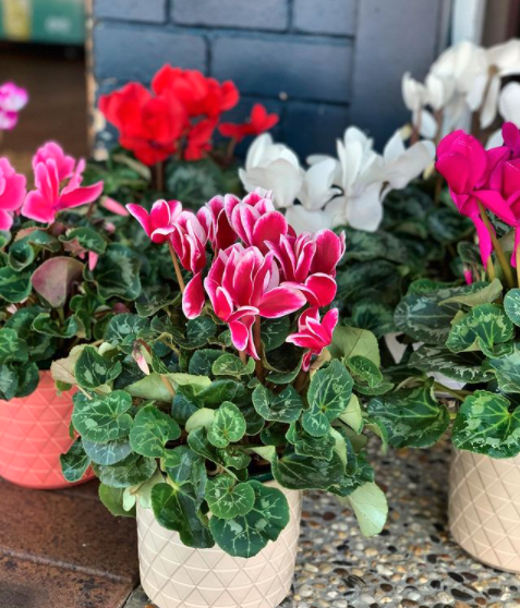 Soil Pack — Florists In Woolgoolga, NSW