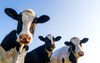 Dairy Cows | Institute for Cheese & Dairy