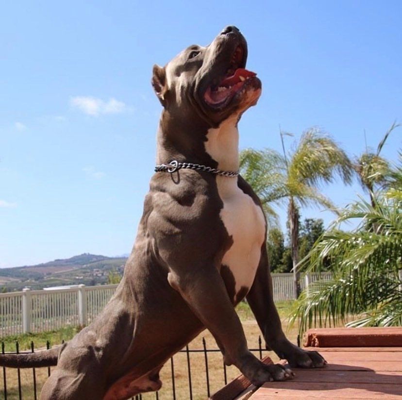 Triple Cross Sinister 