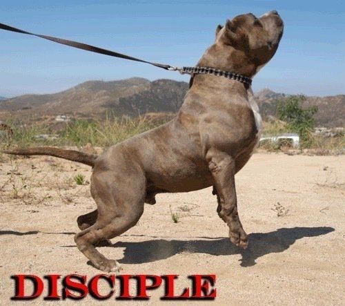 Iron Cross Disciple in the field 