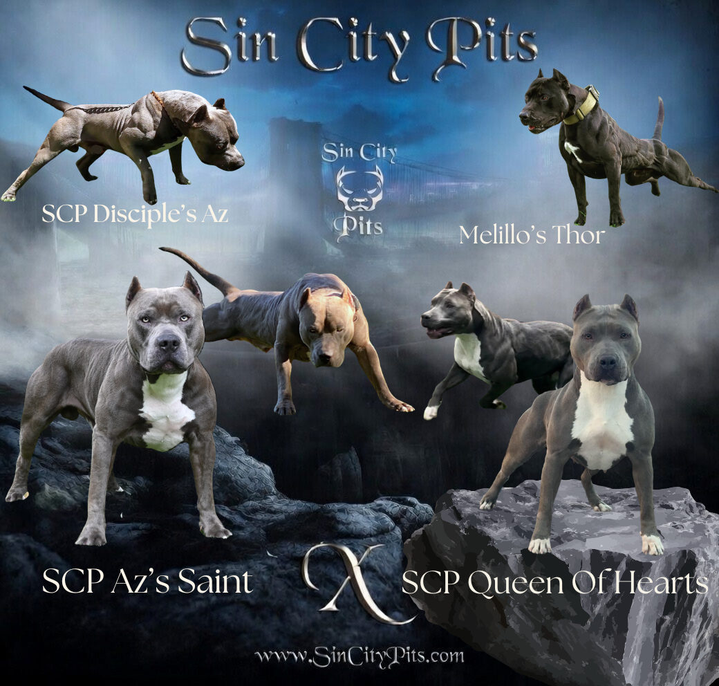 Colossus X Babz Breeding