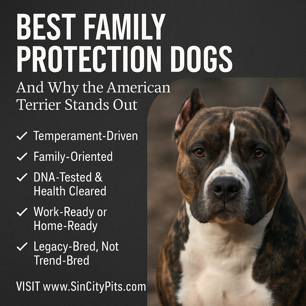 Promotional image showing an American Terrier with bold text highlighting temperament, DNA-tested