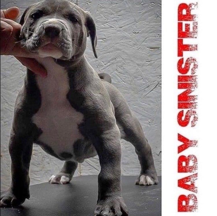 Triple Cross Sinister  Puppy stack