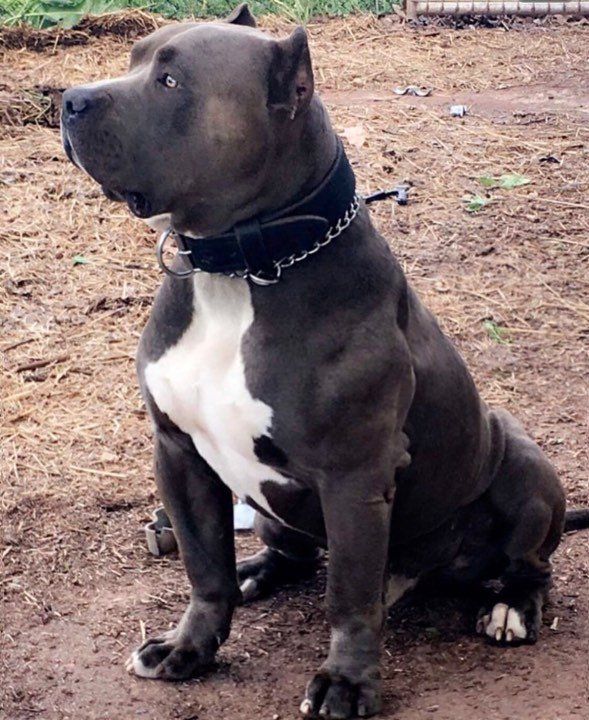 Triple Cross Sinister 