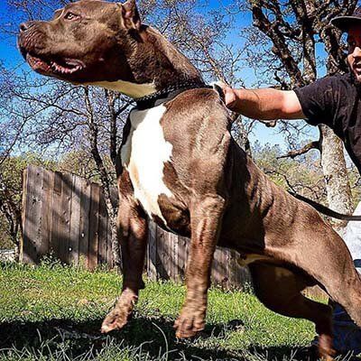 Triple Cross Sinister 