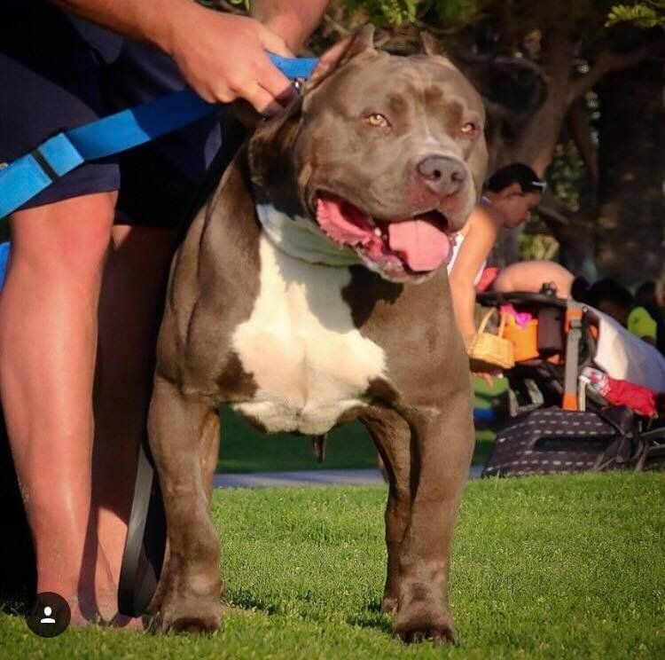 Triple Cross Sinister 