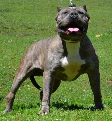 Iron Cross Stalefish