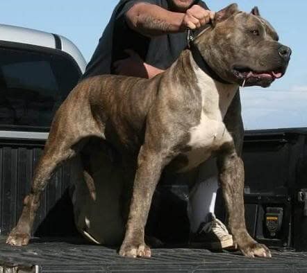 Iron Cross Stalefish with R