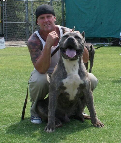 Iron cross Staylefish with Roman