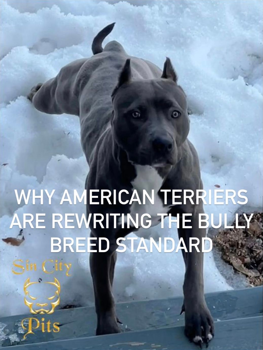American Terrier from Sin City Pits standing confidently in snow
