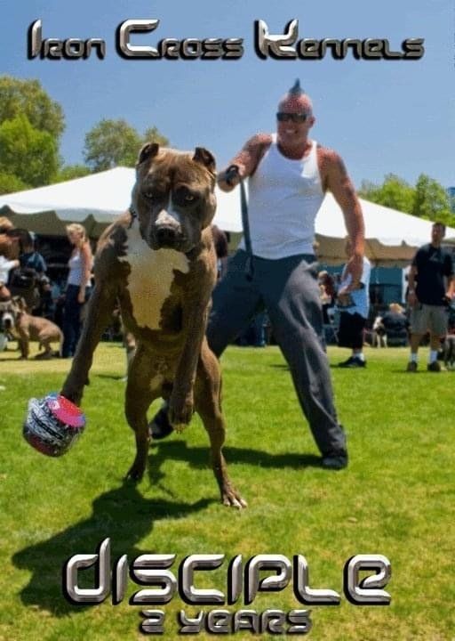 Iron cross disciple jumping at a dog show