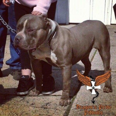 Dragons Pride pitbull steel dragon