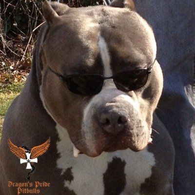 Dragons Pride pitbull steel dragon wearing glasses