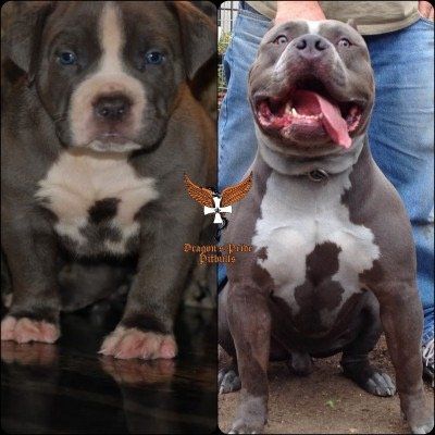 Dragons Pride pitbull steel dragon