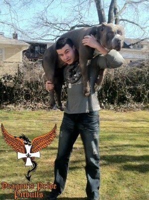 Dragons Pride pitbull steel dragon with Ryan