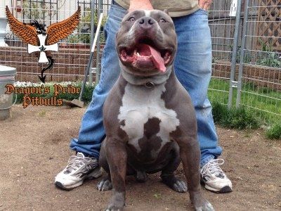 Dragons Pride pitbull steel dragon